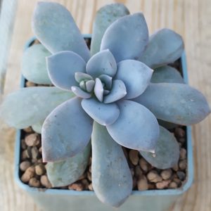 Echeveria carnicolor