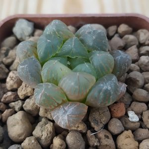 Haworthia cooperi