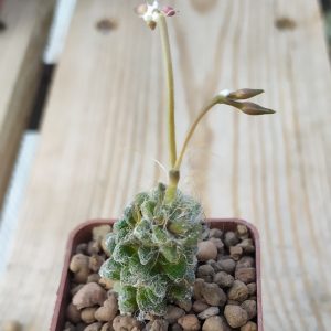 Avonia baeseckei
