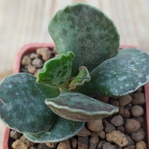 Adromischus cooperi