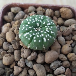 Astrophytum asterias Superkabuto