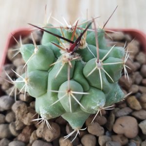 Thelocactus rinconensis