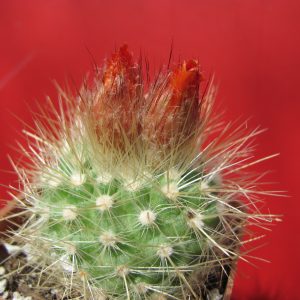 Parodia nivosa