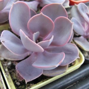 Echeveria Purple Pearl