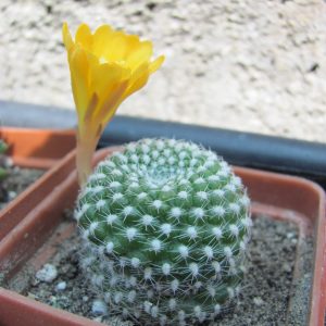 Rebutia krainziana aureiflora