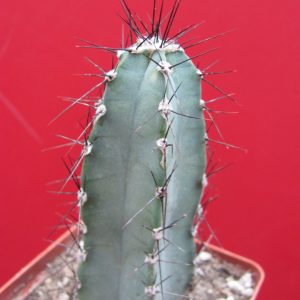 Cereus forbesii