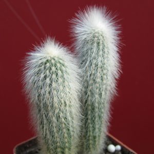 Cleistocactus strausii