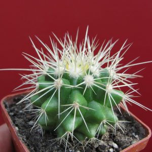 Echinocactus grusonii