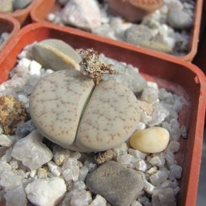 Lithops pseudotruncatella