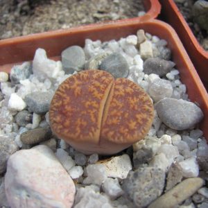 Lithops lesliei hornii