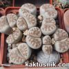 Lithops erniana