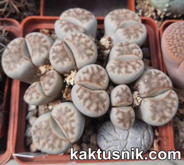 Lithops erniana