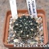 Lobivia tiegeliana v. cinnabaria MN239 №1