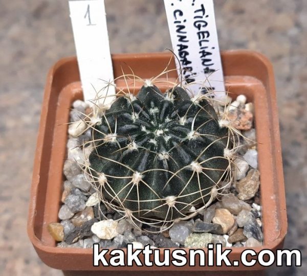 Lobivia tiegeliana v. cinnabaria MN239 №1