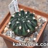 Lobivia tiegeliana v. cinnabaria MN239 №2