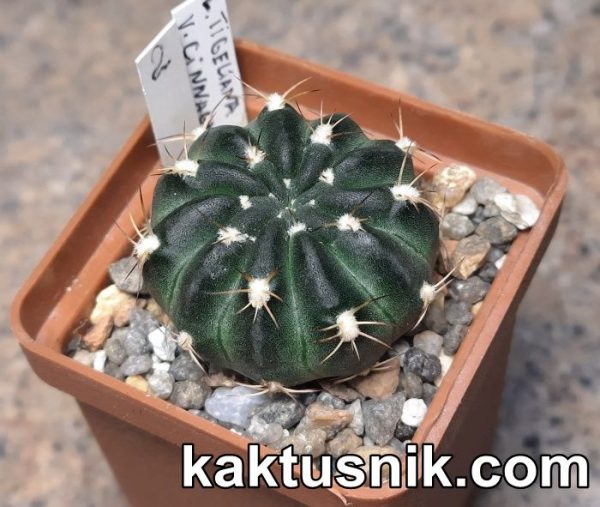Lobivia tiegeliana v. cinnabaria MN239 №2