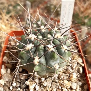 Gymnocalycium chubutense JPR36/89 Puerto Colorado