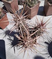 Echinocereus brandegei DJF20 -MG-extreme spines- s