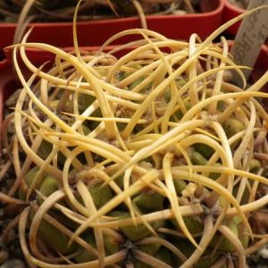 Gymnocalycium  monvilei v. steineri LF95 -seeds-семена-