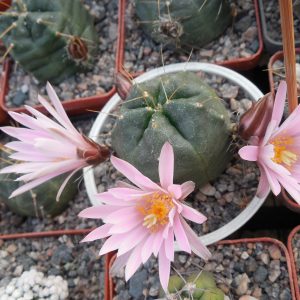 Echinocereus knippelianus
