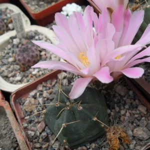 Echinocereus knippelianus