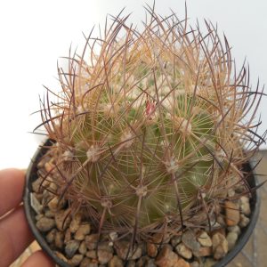 Echinomastus unguispinus GL 607 - s Jimenez - MG - not grafted
