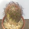 DSCN8510