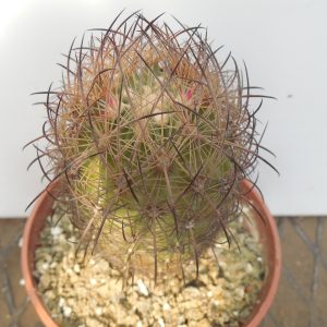 Echinomastus unguispinus  SB 1152 - Escalon - MG - not grafted