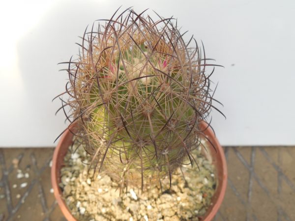 DSCN8510