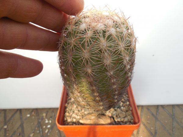 DSCN8514