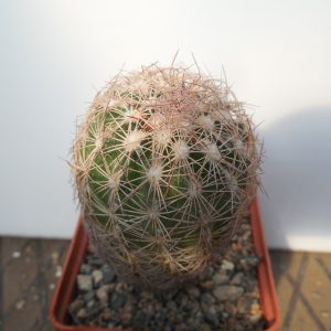 Echinomastus intertextus - MG - not grafted