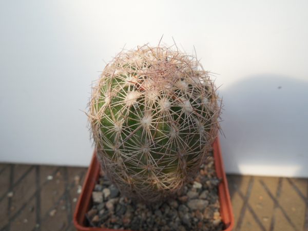 DSCN8517