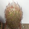DSCN8523