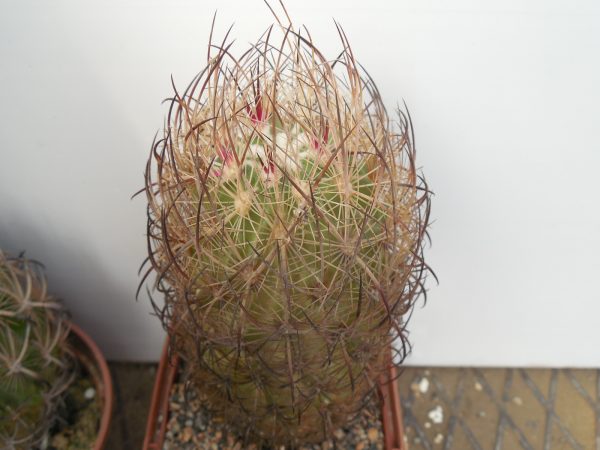 DSCN8523