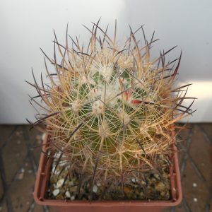 Echinomastus unguispinus  SB 1152 - Escalon - MG - not grafted