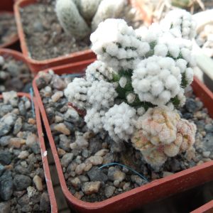 Mammillaria grasilis - cv. Oruga Blanca - f.monstruosa