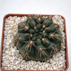 Gymnocalycium baldianum
