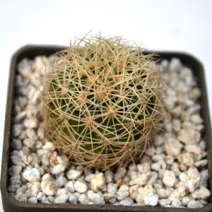 Thelocactus bicolor v. bolansis Pavl. 5503.00