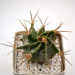 Astrophytum ornatum