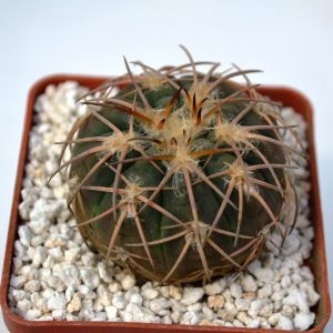 Gymnocalycium spegazzinii var. punillense