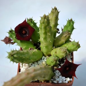 Huernia schneideriana - куст