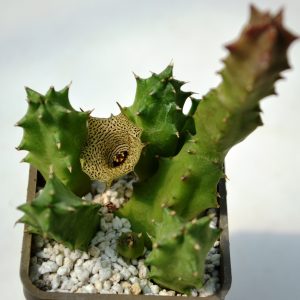 Huernia consinna