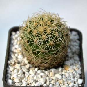 Thelocactus bicolor v. bolansis Pavl. 5503.00