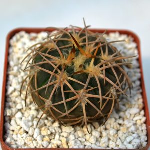 Gymnocalycium spegazzinii var. punillense