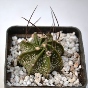 Astrophytum capricorne