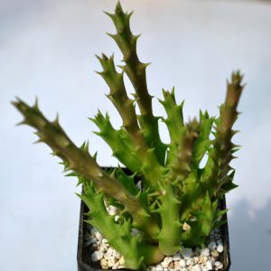 Huernia verrucosa