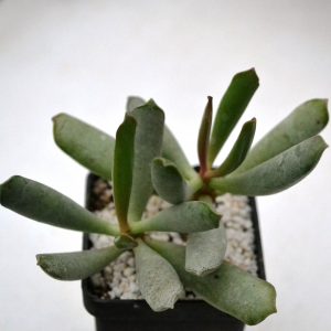 Adromischus halesowensis