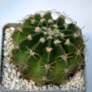 Lobivia obrepanda v. calyantholilacyna