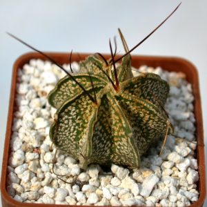 Astrophytum capricorne