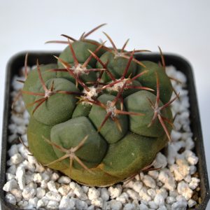 Thelocactus hexaedrophorus var. fossulatus